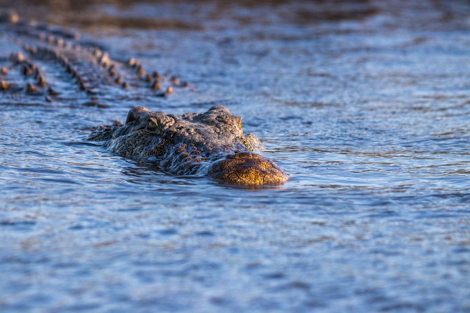Chobe Safari Lodge - Image 12